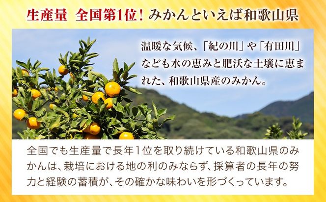 【訳あり/ご家庭用】和歌山県産みかん 約5㎏【サイズ混合】 サンファーム《10月上旬-1月下旬頃出荷》和歌山県 紀の川市---wsk_saf13_1j3m_26_11500_10kg---