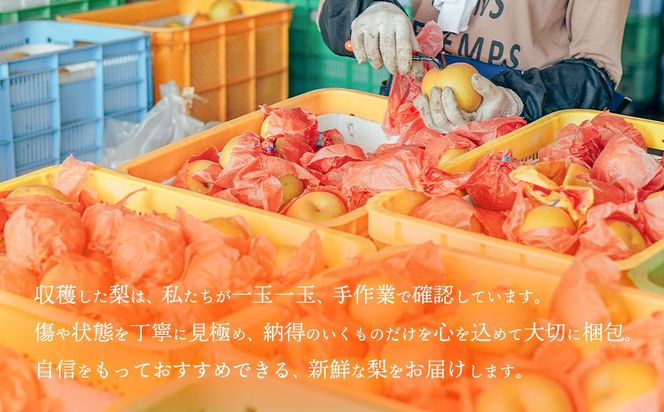 ＜ 先行予約 ＞【選べる内容量 / 品種】【最短2026年8月上旬以降発送】片野果樹園 幸水 豊水 新星 かおり 新高 王秋 梨 約 3kg 5kg 幸水梨 なし ナシ フルーツ 果物 旬 産地直送 国産 茨城県 こうすい ほうすい しんせい にいたか おうしゅう