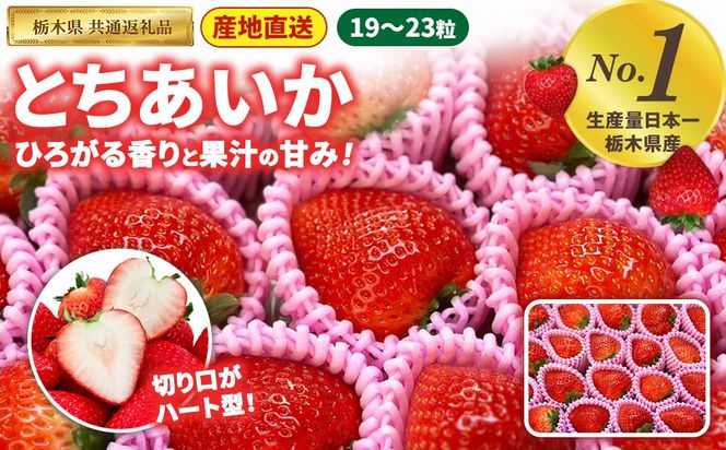 いちご とちあいか 19粒～23粒入【栃木県共通返礼品】 | いちご イチゴ 苺 とちあいか 生いちご 高級いちご 季節の果物 栃木県産 国産 農家直送 ギフト プレゼント お祝い お返し いちごギフト ※2026年12月～発送