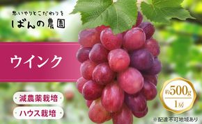 ぶどう 2026年 先行予約 ぶどう ウインク 1房 約500g  減農薬／ハウス栽培 ブドウ 葡萄  岡山県産 国産 フルーツ 果物 ギフト ばんの農園 種なし 