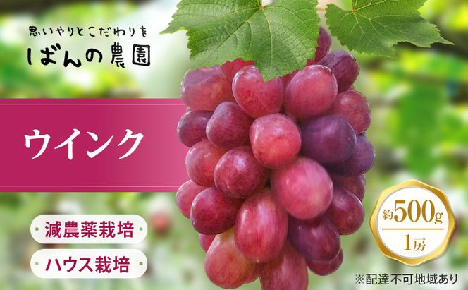 ぶどう 2026年 先行予約 ぶどう ウインク 1房 約500g  減農薬／ハウス栽培 ブドウ 葡萄  岡山県産 国産 フルーツ 果物 ギフト ばんの農園 種なし 