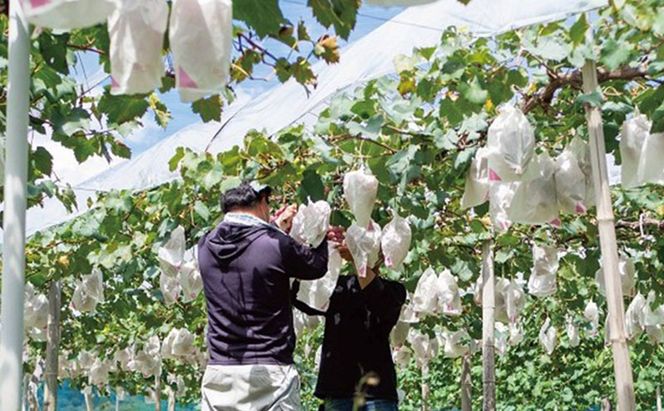 厳選 シャインマスカット・瀬戸ジャイアンツ 2～3房 合計1.7kg以上 詰合せ 産地直送 朝採れ ぶどう 葡萄 Kawahara Green Farm 岡山県産 2026年 先行予約