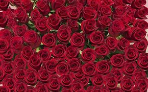 赤バラの花束 365本「あなたが毎日恋しい」※配達エリア限定| 花 花束 バラ 365本 記念 サプライズ ギフト プレゼント 神奈川県 小田原市  142069_BN023