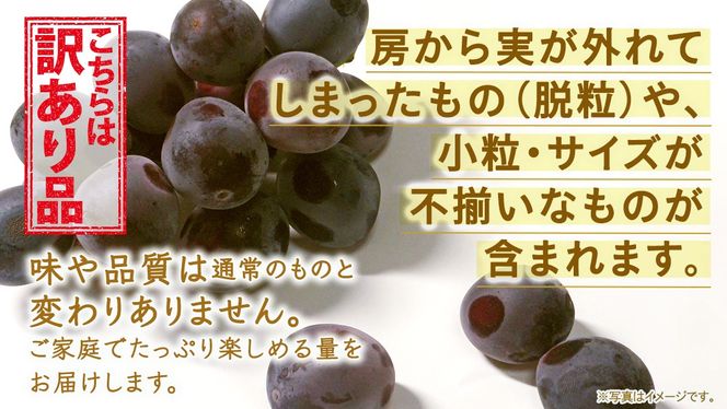 ＜ 訳あり ＞ 巨峰 4パック(約2kg)【2026年9月より発送開始】（茨城県共通返礼品 [ぶどう]：結城市産） ぶどう ご家庭用 お得 フルーツ 果物 加工用
