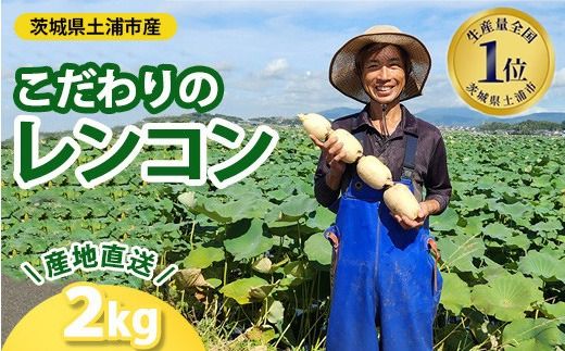 こだわりのレンコン2kg | ギフト 産地直送 茨城県 土浦市産 れんこん 蓮根 シャキシャキ 甘み 送料無料　※離島への配送不可　※2025年9月上旬頃より順次発送予定