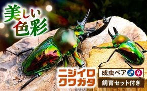 【配送不可地域：北海道・沖縄・離島】ニジイロクワガタ成虫ペア（オスサイズ45mm〜60mm）飼育セット付き 愛西市 / 艶麗[AEDD002]