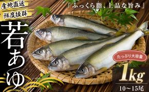 若あゆ（冷蔵配送）1kg（10尾～15尾）OGATA養殖技術研究所 南紀白浜 304018_FA01