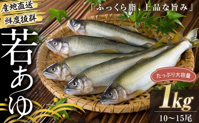 若あゆ（冷蔵配送）1kg（10尾～15尾）OGATA養殖技術研究所 南紀白浜 304018_FA01