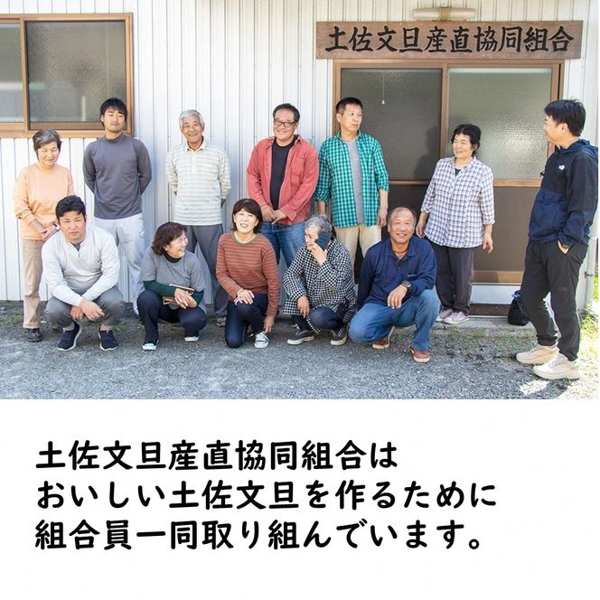 【先行予約】生産者直送 土佐文旦 約9.5kg [2L～4L] 家庭用 ＜2027年1月下旬より発送＞ 家庭用 文旦 柑橘 みかん フルーツ 果物  産地直送 お取り寄せ 人気 【土佐文旦産直協同組合】