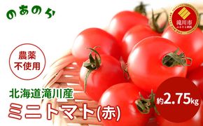【2026年産先行受付】【栽培期間中 農薬不使用 】 北海道 滝川市 産 ミニトマト (赤) 約2.75kg （2026年7月中旬発送） トマト 野菜 やさい みにとまと