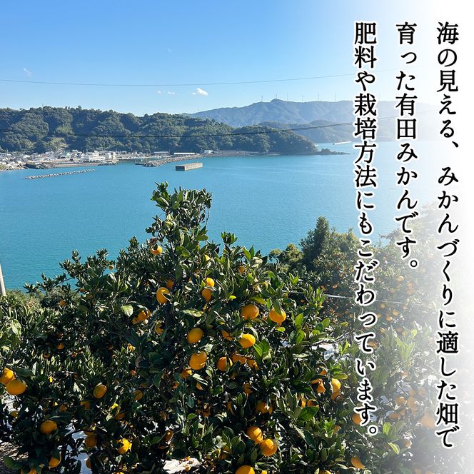 【1月発送】秀品 有田みかん 和歌山県産 S～Lサイズ 大きさお任せ 5kg / みかん フルーツ 果物 くだもの 有田みかん 蜜柑 柑橘【ktn002-1】 