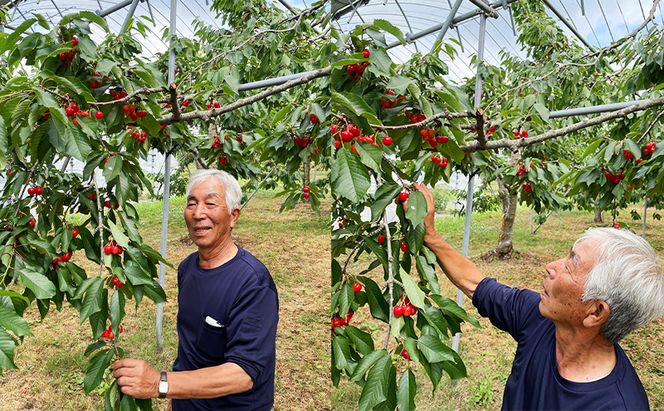 [先行受付] 数量限定 北海道 仁木町産 甘く色鮮やか さくらんぼ 佐藤錦 600g L～2Lサイズ 低農薬 有機肥料 高級品種 大人気 甘い サクランボ チェリー フルーツ 果物 果物類 仁木町 仁木 [鶴田農園]