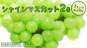 シャインマスカット ２房(茨城県共通返礼品：大子町) ぶどう 葡萄 ブドウ マスカット フルーツ 果物 スイーツ