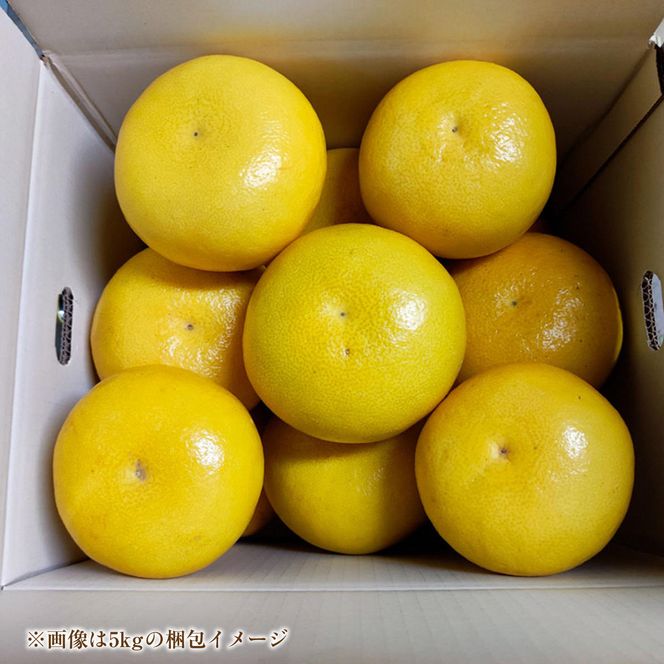【先行予約】土佐文旦 大玉 家庭用 約10kg（2L～4Lサイズ混合：16～21玉)  数量限定 文旦 ぶんたん ブンタン 10キロ 柑橘 フルーツ 果物 ご当地 お取り寄せ 土佐 高知＜2027年1月下旬から順次発送＞【玉木農園】