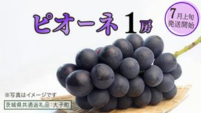 ピオーネ １房【2026年7月上旬発送開始】(茨城県共通返礼品：大子町) ブドウ ぶどう 葡萄 ピオーネ 果物 フルーツ 果実