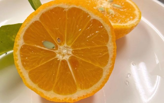 【もぎたて直送！】皮まで美味しい 黄金レモン 6個セット 約720g  / レモン ハウスレモン 檸檬 果物 くだもの 柑橘 高糖度 果汁 酸味 旬 新鮮 産地直送 【wakuyaengei004】 