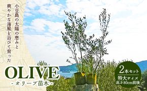 【 小豆島 】小豆島のオリーブ苗木　2本セット　（特大） 地域のお礼の品 