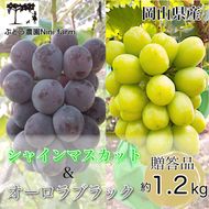 ぶどう 2026年 先行予約 農家こだわりの シャイン マスカット ＆ オーロラブラック 2房 合計約1.2kg 贈答クラス 葡萄 岡山県産 国産 フルーツ 果物 ギフト 【 Nini farm 農家 直送 】