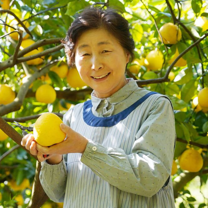 先行予約 訳あり 文旦 7kg （Mサイズ以上 サイズミックス） 7000円 ぶんたん みかん mikan 蜜柑 ミカン 家庭用 産地直送 国産 農家直送 減農薬 糖度 期間限定 数量限定 特産品 ゼリー ジュース アイス 人気 限定 甘い 果実 果肉 フルーツ 果物 柑橘 先行 事前 予約 受付 ビタミン 健康 美味しい おいしい ジューシー サイズ ミックス あいなんマザーズ 愛南町 愛媛県