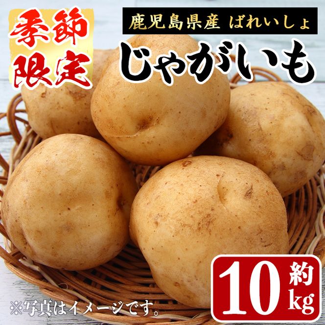 ＜先行予約受付中！2027年1月中旬以降順次発送予定＞ 期間限定！ばれいしょ(10kg) 馬鈴薯 じゃがいも ジャガイモ ポテト イモ 芋 野菜 旬 季節限定 秋馬鈴薯 国産 鹿児島県産 常温 肉じゃが ポテトサラダ フライドポテト 【黒坂青果】akn049-06
