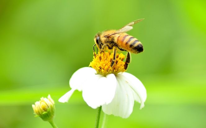 コハマのハチミツ 500g 2本セット（ビデンスピローサ） 国産 はちみつ ハチミツ 蜂蜜 hatimitu ハニー HONEY 蜜 さし草 ビデンスピローサ 朝食 グルメ 健康 贈答 プレゼント ギフト セット 内祝い 沖縄県産 沖縄