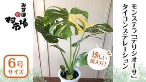 【 観葉植物 】 斑入り ！ モンステラ 「 デリシオーサ 」 タイコンステレーション 1鉢  ( 6号サイズ ) ガーデニング 室内 植物 花 鉢 緑 希少 上級者向け みずほの村市場 牛久店 [AM159us]