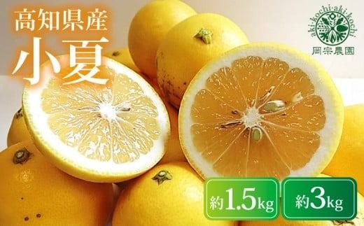 [先行予約][令和8年産] 小夏 1.5kg 3kg フルーツ 果物 みかん 期間限定 旬 柑橘 ギフト プレゼント 贈答用 こなつ 日向夏 ニューサマーオレンジ デザート スイーツ ジューシー 甘酸っぱい 爽やか 初夏 高知特産 季節の味覚 家庭用 自宅用 贈り物 お取り寄せ 産地直送 メリーガーデン 高知県産 安芸市 高知県