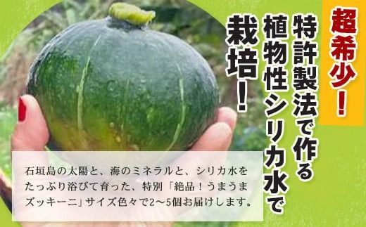 希少！「絶品うまうまズッキーニ」サイズ色々 2～5個 農薬を使わず、特許製法のシリカ水で栽培する特別な野菜 11月～3月順次発送【 沖縄県石垣市 希少 丸ズッキーニ だるまズッキーニ 野菜 採れたて 離島のいいもの 沖縄いいもの石垣島 】OI-12