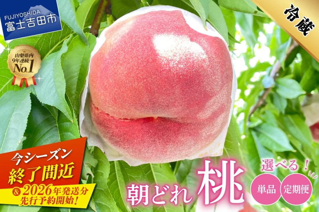 [2026年発送 先行予約] 山梨の朝どれ桃 [単品 定期便 が選べる] もも 山梨県産桃 果物 くだもの 果物 フルーツ 山梨 富士吉田
