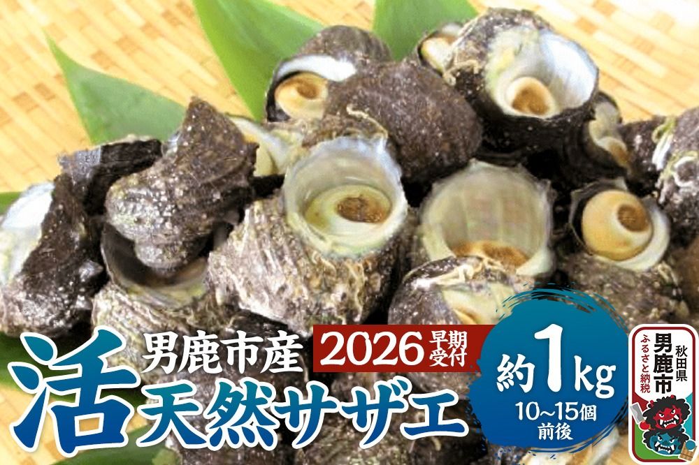 [2026年7月中旬〜8月下旬発送]男鹿産天然さざえ 約1kg (約10個〜15個) サザエ 栄螺 |23_wtr-010101