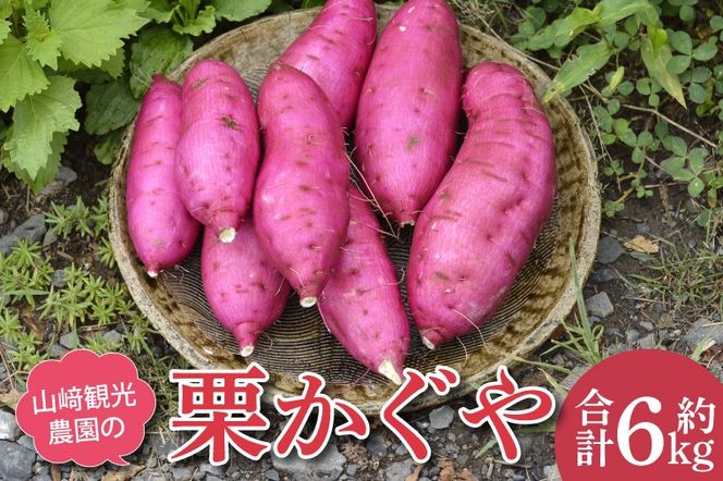 AU016　【先行予約】【数量限定】山﨑観光農園の栗かぐや　約6kg