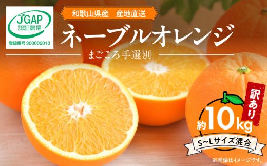 【2027年先行予約】和歌山県産 ネーブルオレンジ 【訳あり 家庭用】10kg サイズ混合 【まごころ手選別】_ZE6445