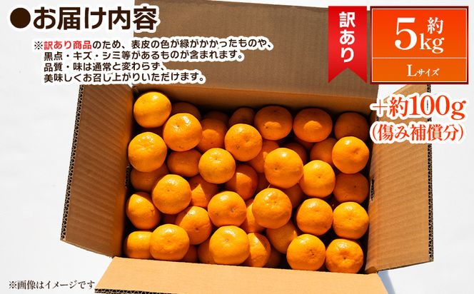 みかん  5kg 【2026年出荷分】露地(Lサイズ) 家庭用 丸萬農園 mn-0015