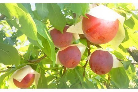 【2025年発送分 先行予約】貴陽（L）9玉　すもも プラム スモモ 李 くだもの 果物 やまなし 山梨フルーツ 産地直送 富士川町