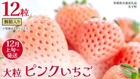 桐箱入り 大粒 ピンクいちご 12粒【2025年12月上旬発送開始】(茨城県共通返礼品：大子町) いちご 苺 果物 フルーツ 果実