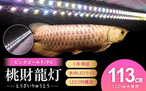 金龍の鱗を美しく照らす!ピンクゴールドの水中アロワナライト|PG120-EX［172C16］金龍 ピンクゴールド 照射 水中 アロワナ 水槽ライト テンニングライト LED ライト 照明 水中照明 光 綺麗 美観 強化ガラス 耐久性 1年保証 吸盤 簡単 設置 でんらい インテリア 雑貨 愛知県 小牧市 送料無料