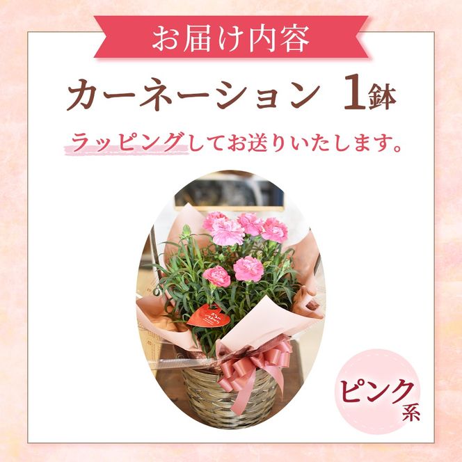 【母の日ギフト・先行予約受付】カーネーション（ピンク系5号鉢）母の日 カーネーション バスケット ラッピング ギフト仕様 ギフト 宮崎県 小林市