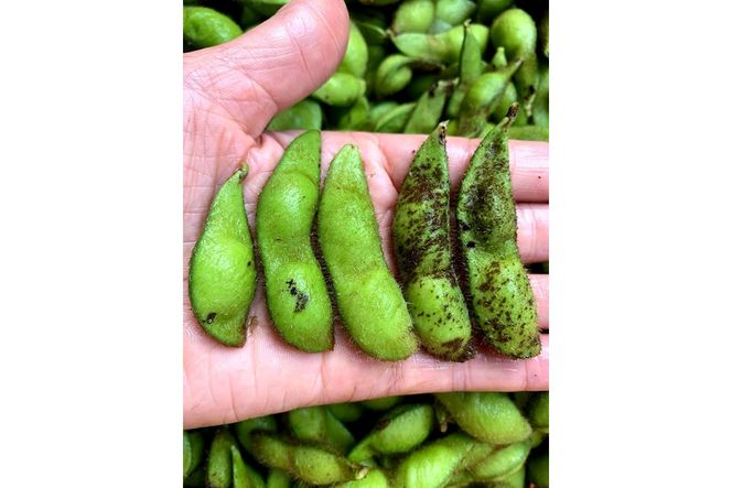 【先行予約／数量限定40】新丹波黒枝豆さや 500g（250g×2パック）（2026年10月中旬～発送） 野菜 黒豆 えだまめ 特産品 晩酌 おつまみ おかず 京都 ふるさと納税 枝豆　KU00074