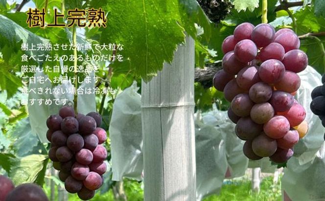 訳あり ニューピオーネ 2房 合計1.0kg以上 産地直送 朝採れ ぶどう 葡萄 岡山 Kawahara Green Farm 岡山県産 2026年 先行予約