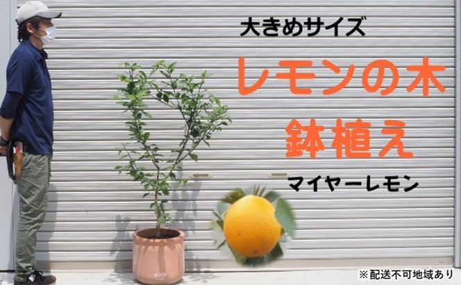 鉢植え レモンの木 マイヤー 大きめサイズ 配送不可 北海道 沖縄 離島 苗木 れもん 檸檬 Lemon 大きいサイズ 観葉植物 ガーデニング 花 実 香り 