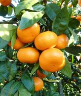 あきさわ園の木なり完熟みかん　10kg〈出荷時期:2025年11月1日出荷開始～2025年12月15日出荷終了〉【 みかん 神奈川県 小田原市 】 142069_BP001