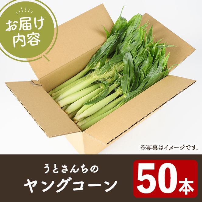 ヤングコーン (50本) 国産 野菜 ヤングコーン 鹿児島県産 阿久根市産 天ぷら フライ 中華炒め 肉巻き 【うとさんち】akn067-18