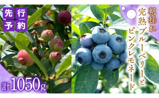 ≪先行予約≫【 数量限定 】 朝採れ 完熟 ブルーベリー 700g と ピンクレモネード 350g の 詰合せ セット 食べ比べ (1パックあたり 350g ) 【 2026年 6月上旬頃より発送開始 】 数量限定 冷蔵 ベリー 甘い 甘酸っぱい 完熟 新鮮 フルーツ 果物 くだもの 贈り物 贈答 ギフト 国産 茨城 農園 産地直送 [AL003us]