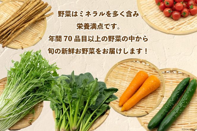 AI023【10～5月限定出荷】こむたの旬の野菜つめあわせ(13～15品目)おまかせ L セット 【 野菜 やさい 旬 種類 人気 オススメ 新鮮 詰め合わせ こむた 小無田 青果 長崎県 島原市 】