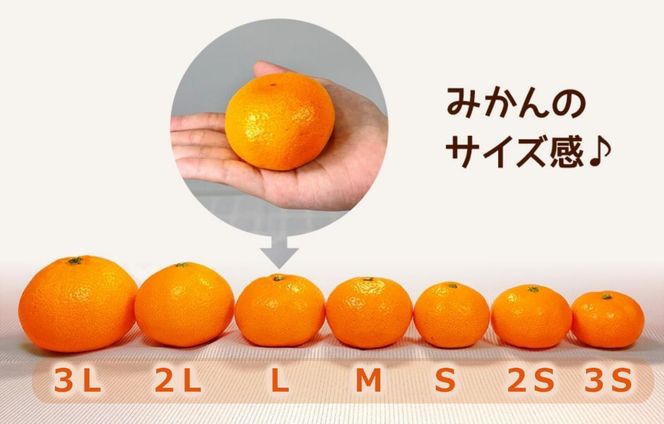 はれひめ みかん 箱込 5kg（内容量約 4.4kg） 秀品 優品 混合 サイズミックス 和歌山県産 産地直送【みかんの会】  AX388