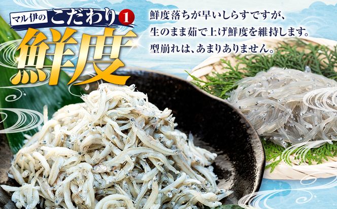 【容量が選べる】しらす 訳あり 1kg～2kg 釜揚げしらす シラス ごはん おかず チャーハン パスタ 料理 大きめ ランキング こだわり 鮮度 天塩 マル伊商店 愛知県 南知多町