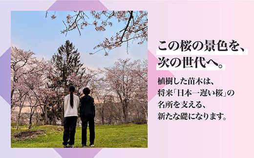 【返礼品なし】別保公園 の桜を雪害から復活させたい ｜「日本一遅い桜まつり」応援寄附（1口 1,000円〜） さくら 桜 桜の木 植樹 別保公園 北海道 釧路町 釧路超 寄付 支援 応援 共感型sakura01