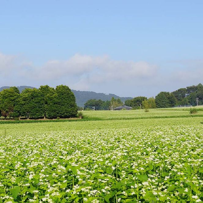 【茨城県共通返礼品／桜川市】【常陸秋そば】八割乾麺セット8袋入(御贈答用)｜そば 乾麺 常陸秋そば 茨城県共通返礼品 桜川市 年越しそば 茨城県 行方市(DX-34)