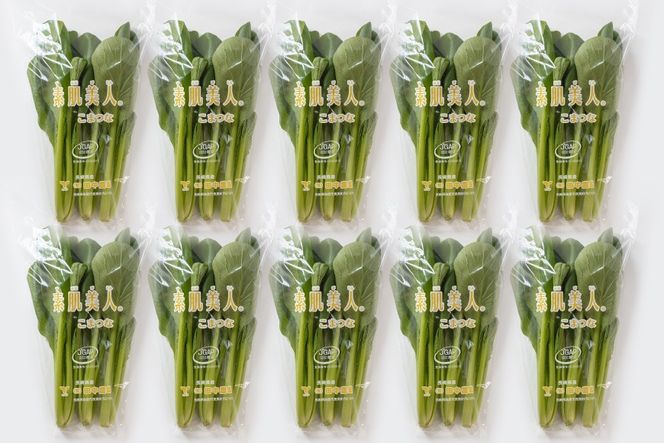 AI331 定期便 12回 小松菜 10束 [ 野菜 こまつな やさい 冷蔵 葉物野菜 田中農園 長崎県 島原市 ]