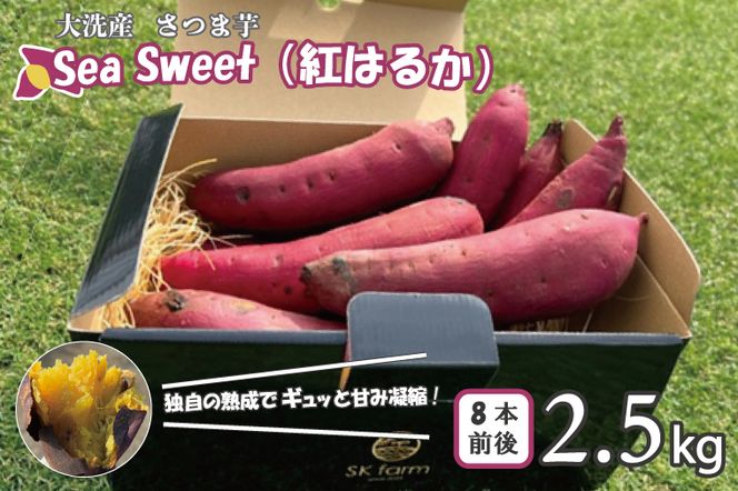 【先行予約】大洗産 さつまいも 紅はるか 2.5kg （8本前後） 「Sea Sweet」 長期熟成 茨城県産 サツマイモ 土付き 生芋 芋 さつま芋 薩摩芋 甘藷 べにはるか